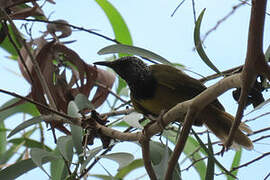 Oriole Warbler
