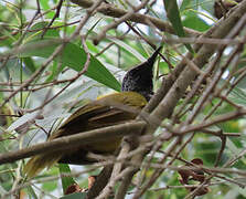 Oriole Warbler