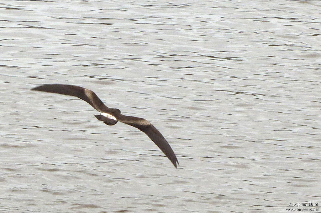 Leach's Storm Petrel