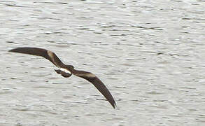 Leach's Storm Petrel