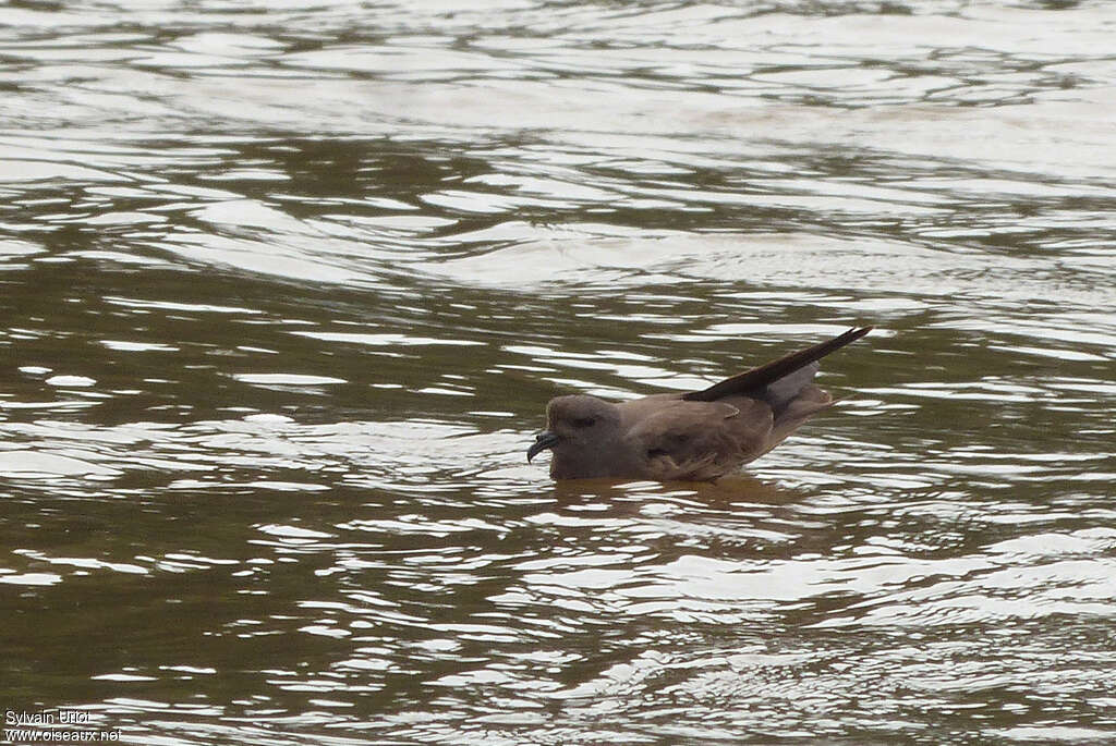 Leach's Storm Petrel, identification