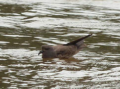 Leach's Storm Petrel