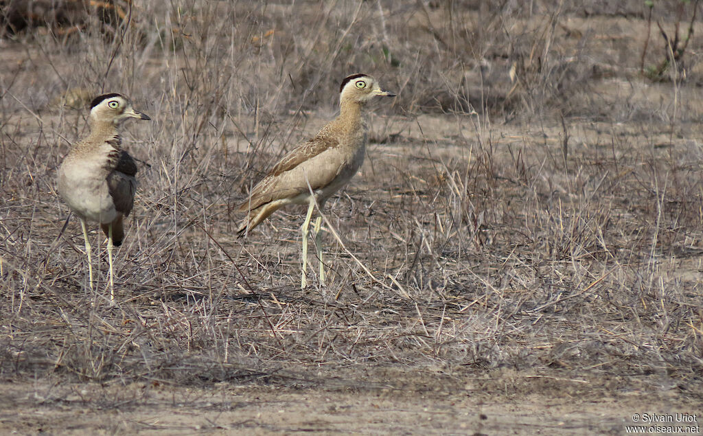 Peruvian Thick-kneeadult