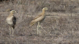 Peruvian Thick-knee