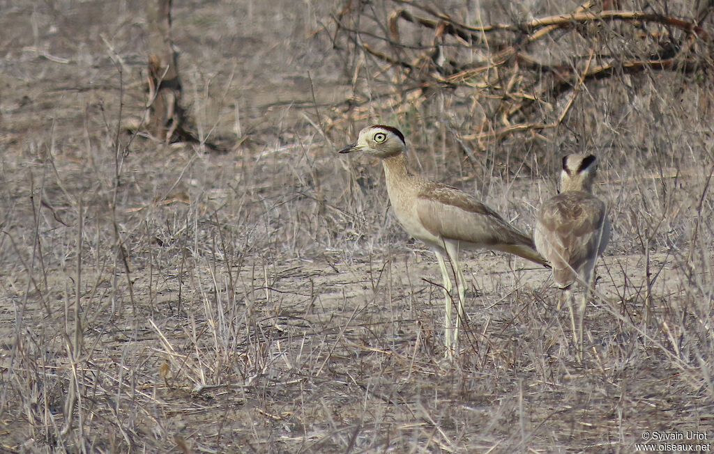 Peruvian Thick-kneeadult