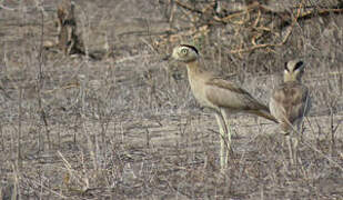 Peruvian Thick-knee