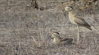 Peruvian Thick-knee