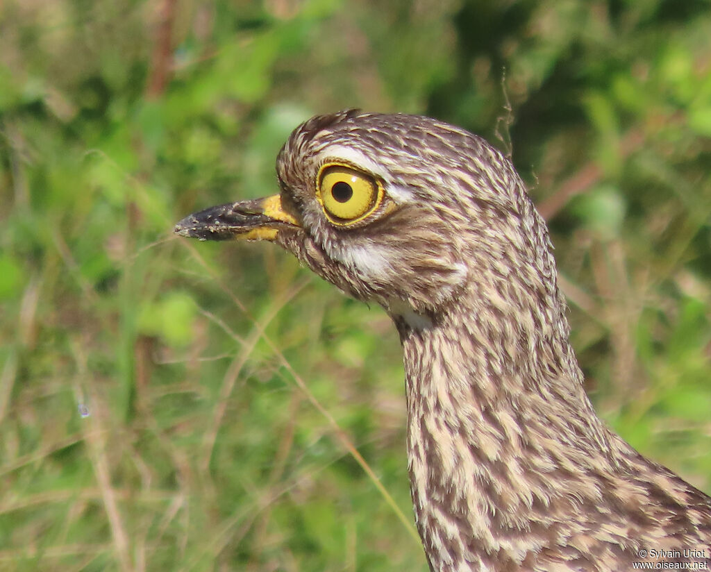 Spotted Thick-kneeadult