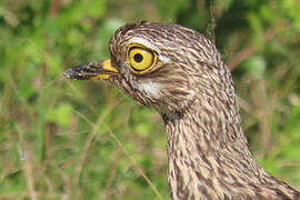 Spotted Thick-knee