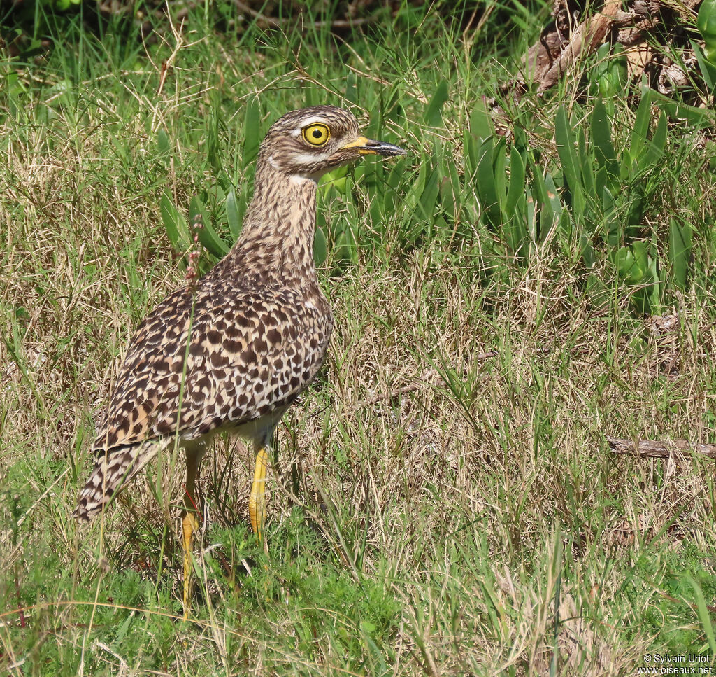 Spotted Thick-kneeadult