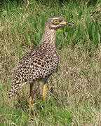 Spotted Thick-knee