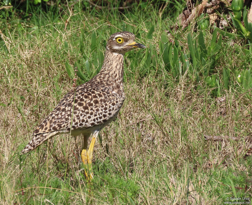 Spotted Thick-kneeadult