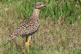 Spotted Thick-knee