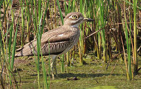 Water Thick-knee