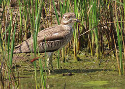 Water Thick-knee