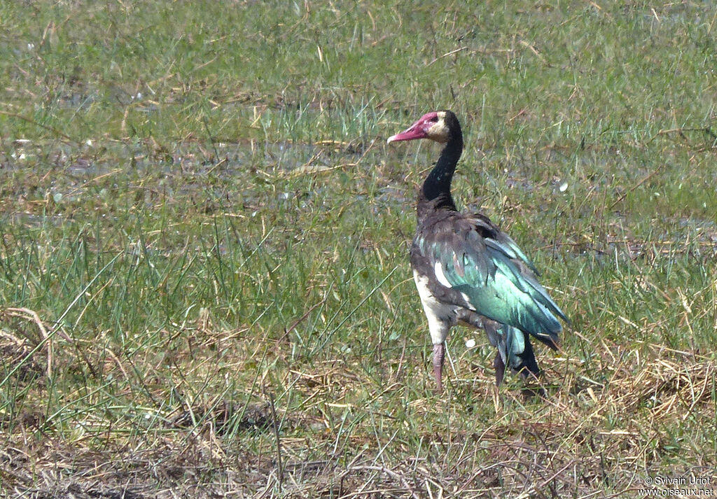 Spur-winged Goose