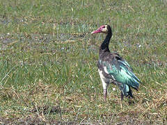 Spur-winged Goose