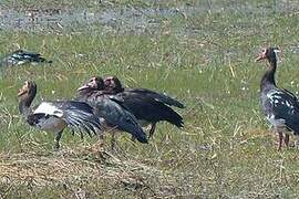 Spur-winged Goose