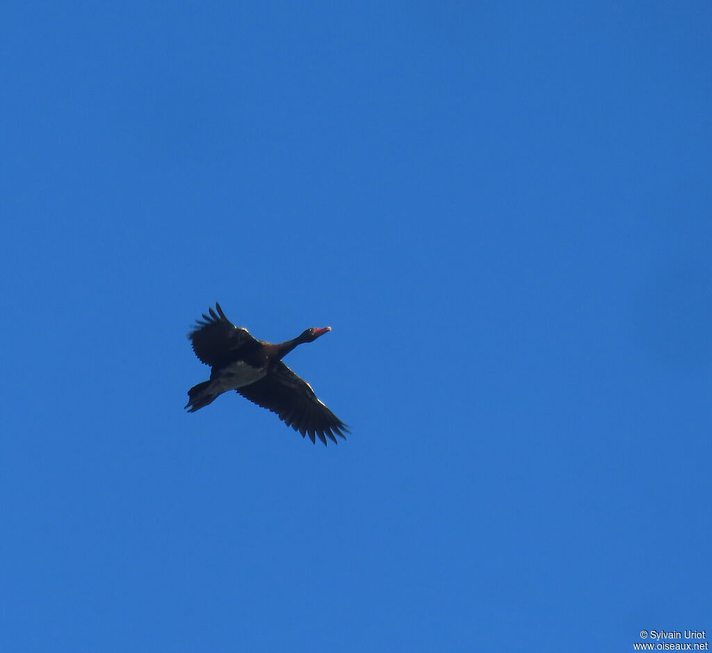 Spur-winged Gooseadult