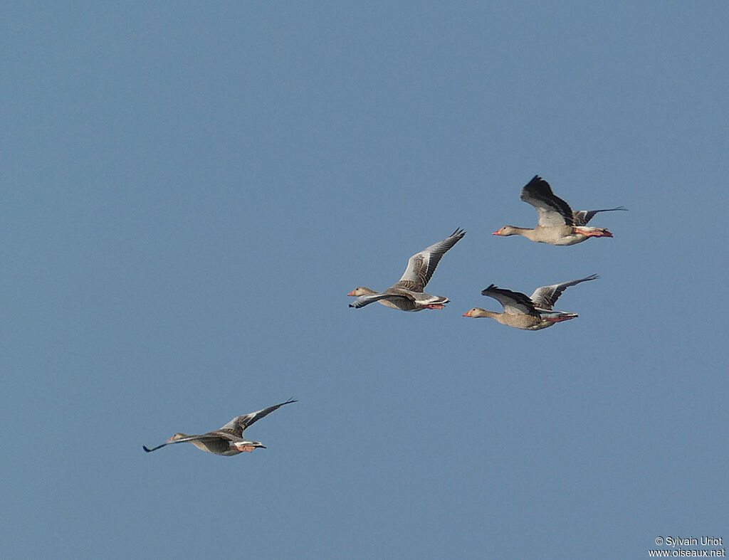 Greylag Gooseadult