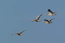 Greylag Goose