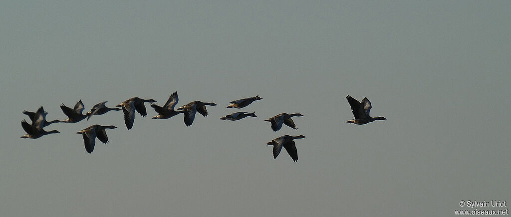 Greylag Goose