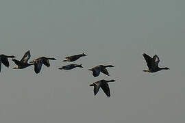 Greylag Goose