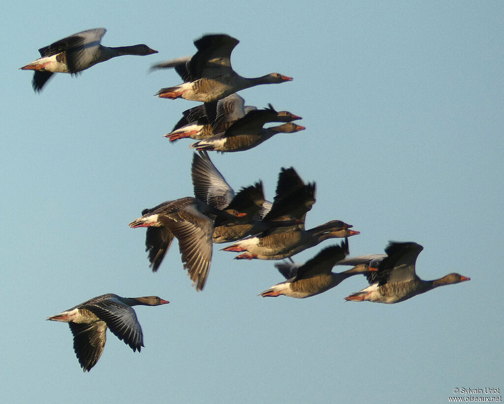 Greylag Goose