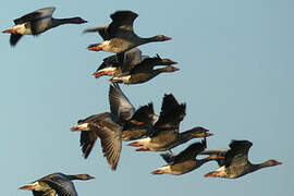 Greylag Goose