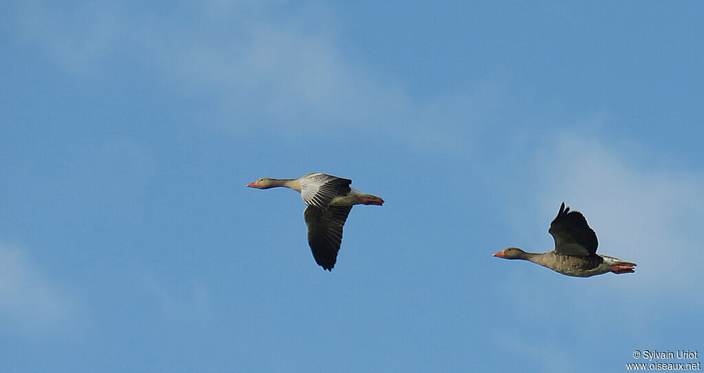 Greylag Gooseadult