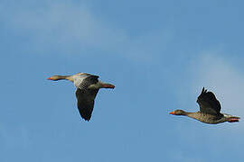 Greylag Goose