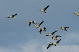 Greylag Goose