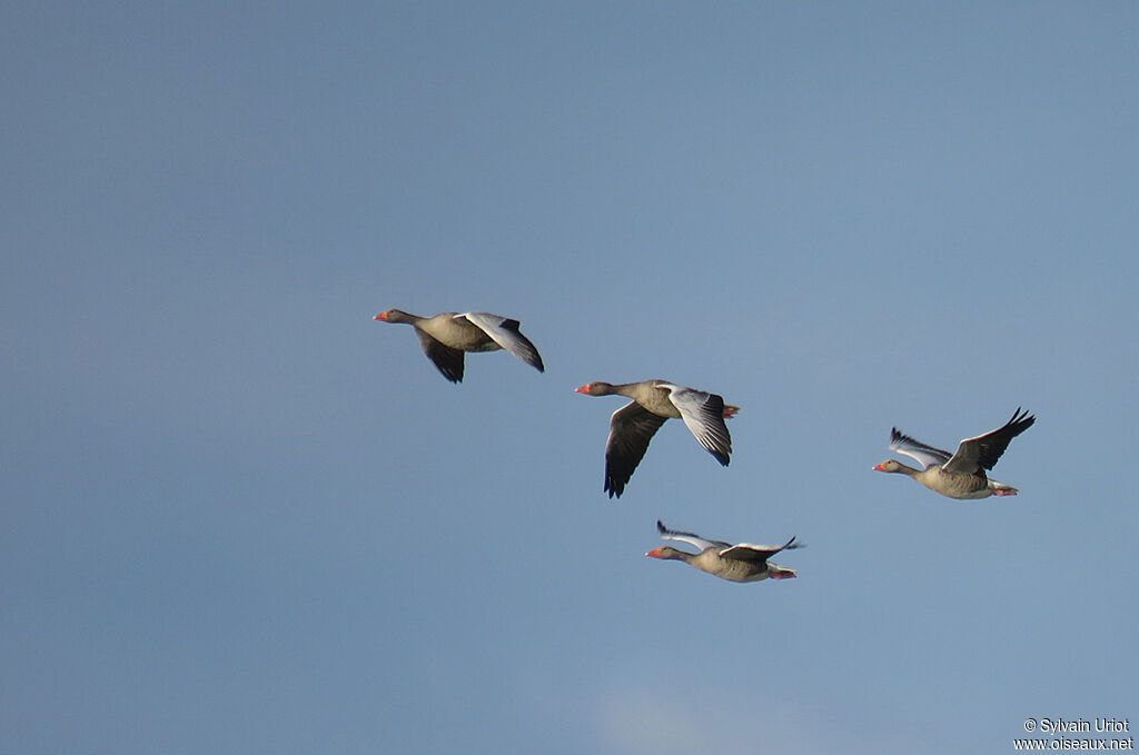 Greylag Goose