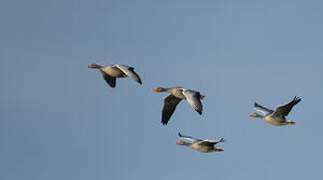 Greylag Goose