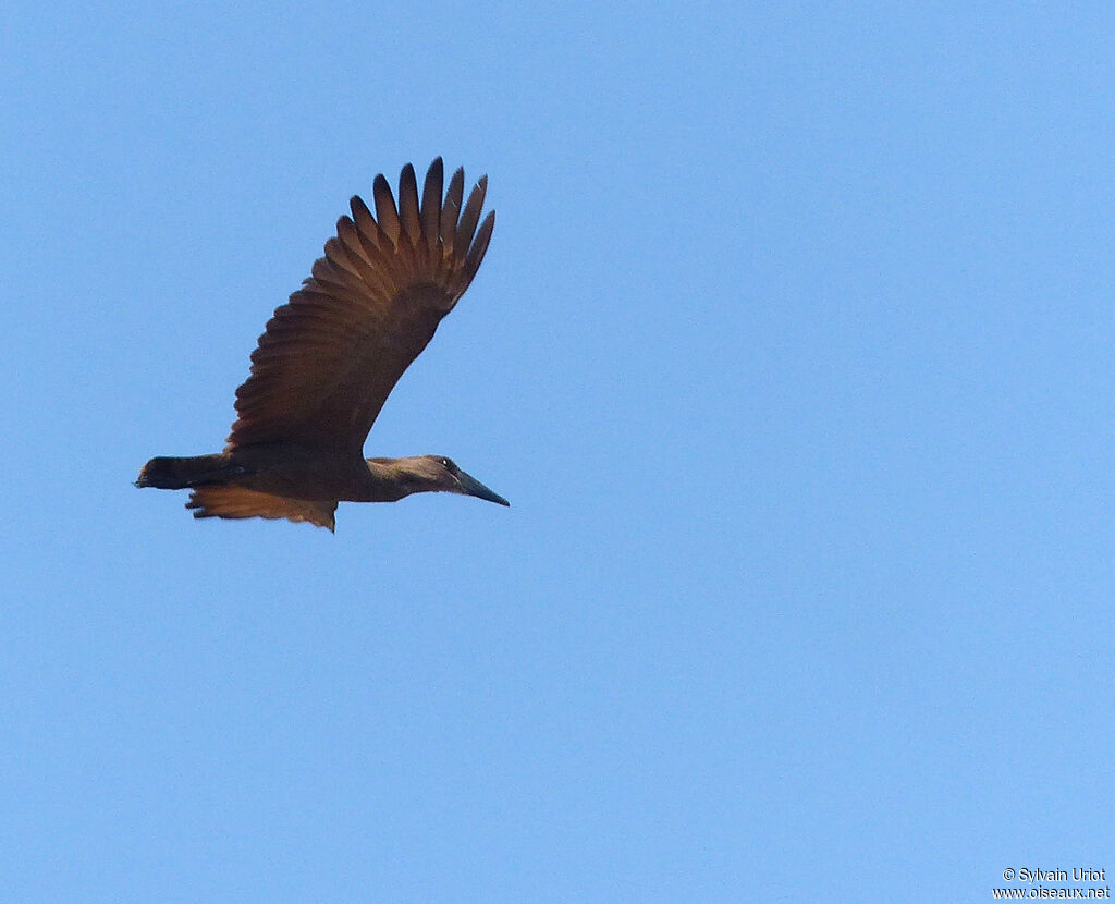 Hamerkop