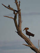 Hamerkop