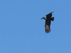 Hamerkop