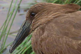 Hamerkop