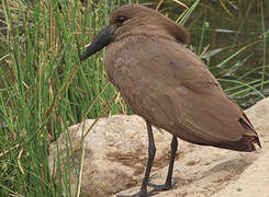 Hamerkop