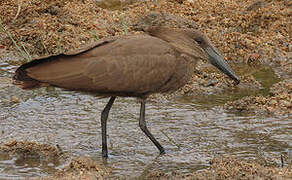 Hamerkop