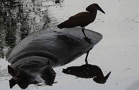 Hamerkop