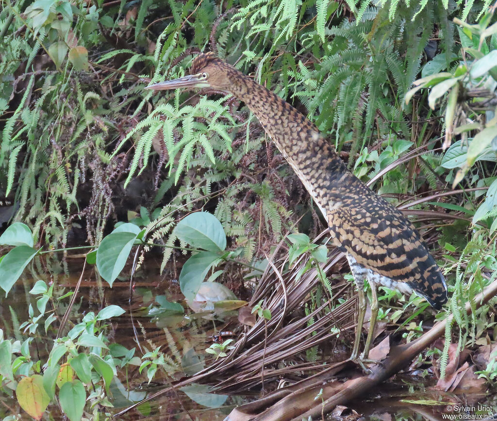 Rufescent Tiger Heronjuvenile