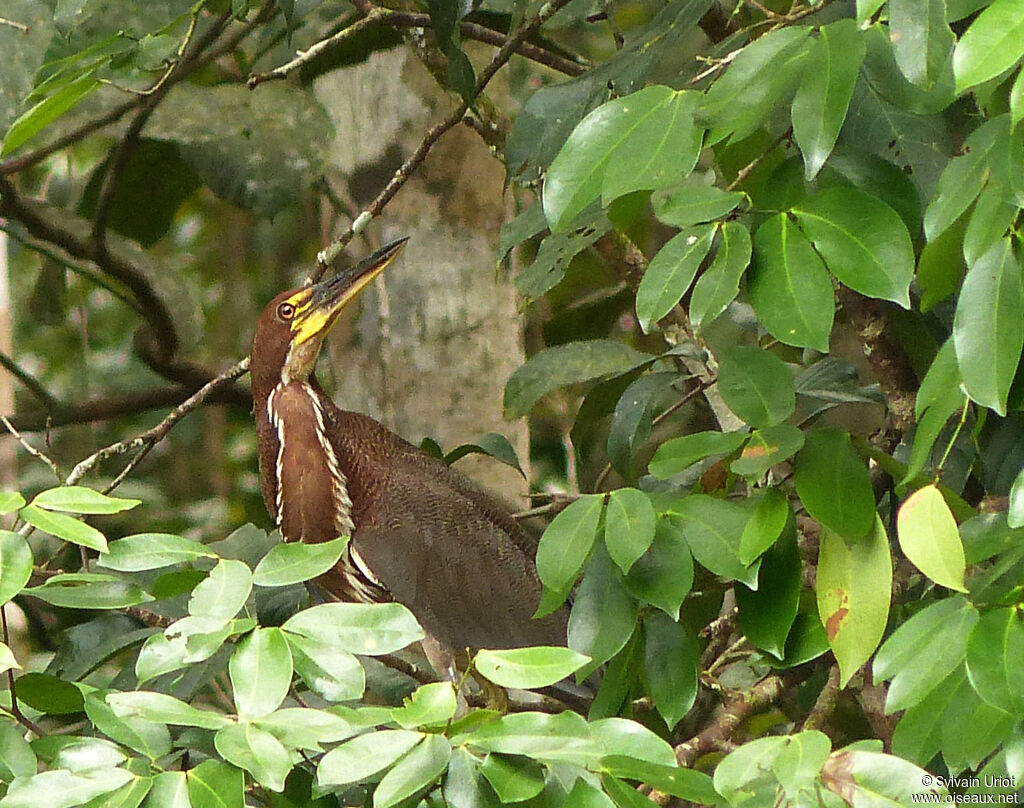 Rufescent Tiger Heronadult