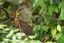 Rufescent Tiger Heron