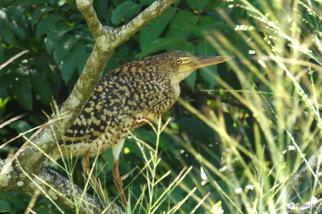 Rufescent Tiger Heronimmature