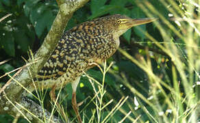 Rufescent Tiger Heron