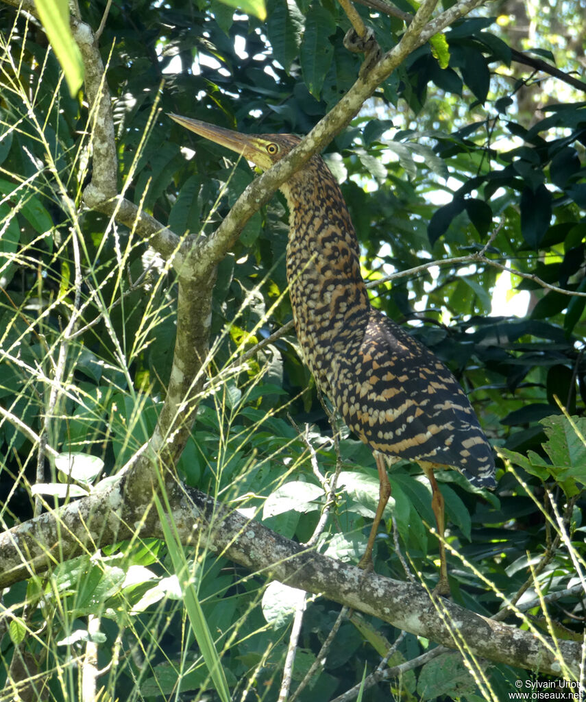 Rufescent Tiger Heronimmature