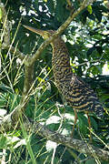 Rufescent Tiger Heron