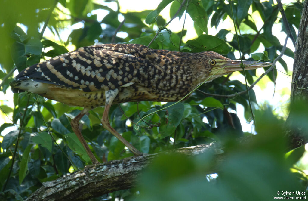 Onoré rayéimmature