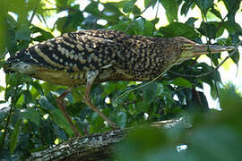 Rufescent Tiger Heron